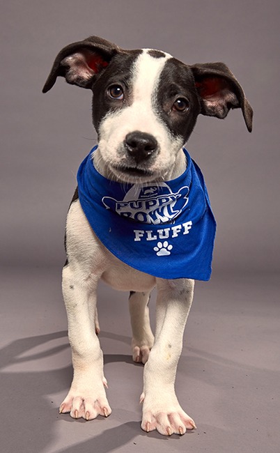 Puppy Bowl XVI